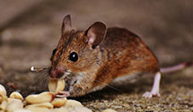 24 Hour & Emergency Exterminators in Georgtown Station, NY